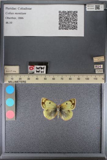 Media type: image;   Entomology 193856